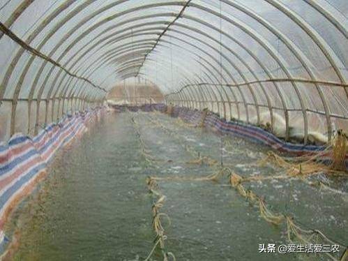 湖南养殖业养什么最好?适合家庭养殖的致富项目-1 湖南养殖业养什么最好?适合家庭养殖的致富项目-1