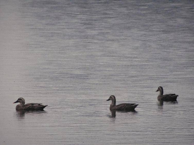 西安旅游景点排名前十名(西安十大名胜古迹简介)-1 西安旅游景点排名前十名(西安十大名胜古迹简介)-1