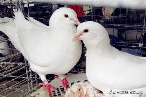 湖南养殖业养什么最好?适合家庭养殖的致富项目-1 湖南养殖业养什么最好?适合家庭养殖的致富项目-1