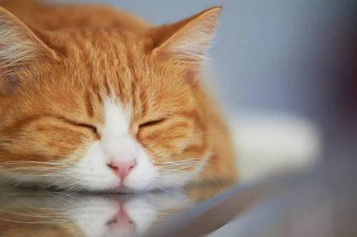 第一次养猫需要注意什么？新手养猫必备清单-1