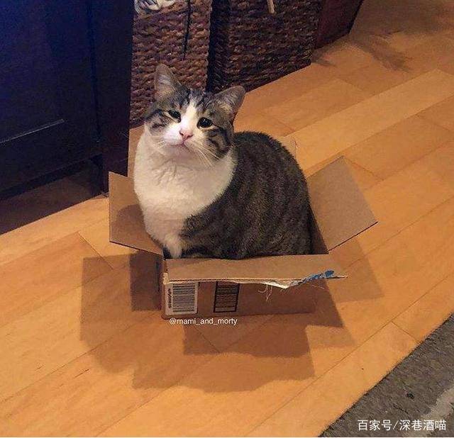 第一次养猫需要注意什么？新手养猫必备清单-1