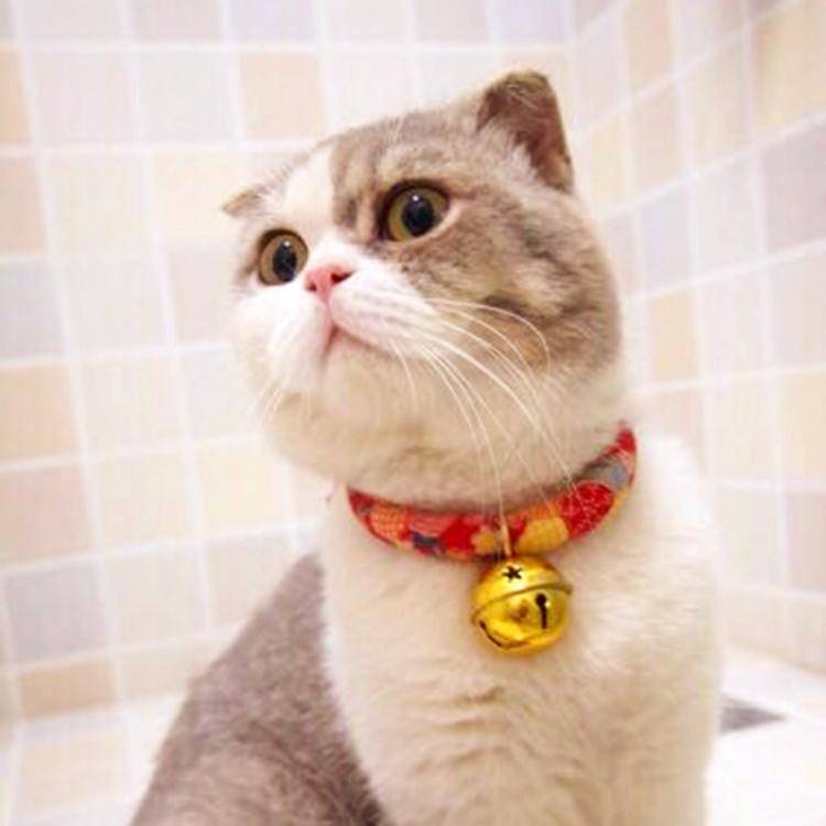 第一次养猫需要注意什么？新手养猫必备清单-1