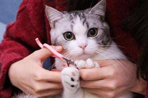 第一次养猫需要注意什么？新手养猫必备清单-1