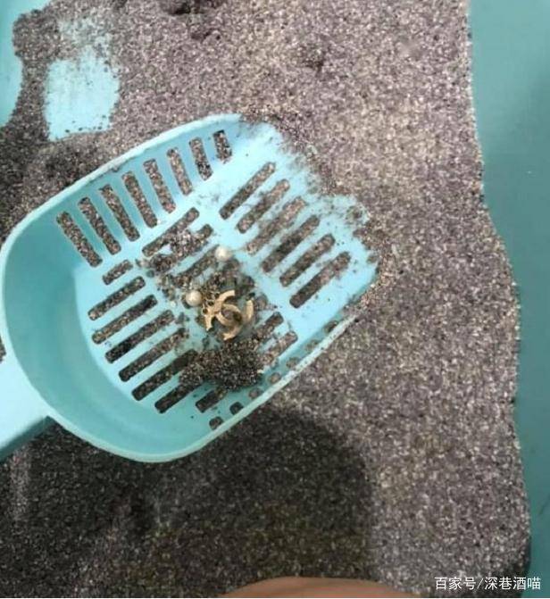 第一次养猫需要注意什么？新手养猫必备清单-1