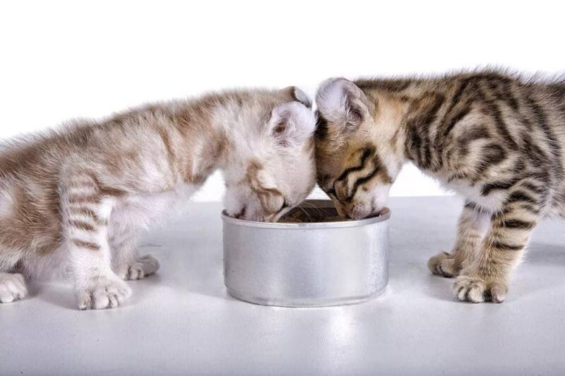 第一次养猫需要注意什么？新手养猫必备清单-1