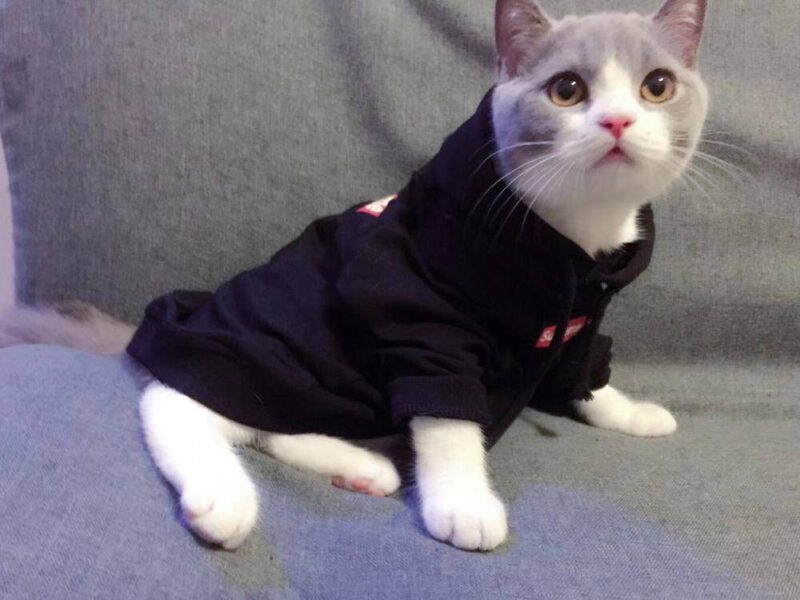 第一次养猫需要注意什么？新手养猫必备清单-1