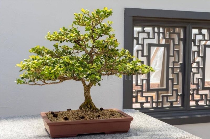 在家养什么能挣钱投资小的-1 在家养什么能挣钱投资小的-1