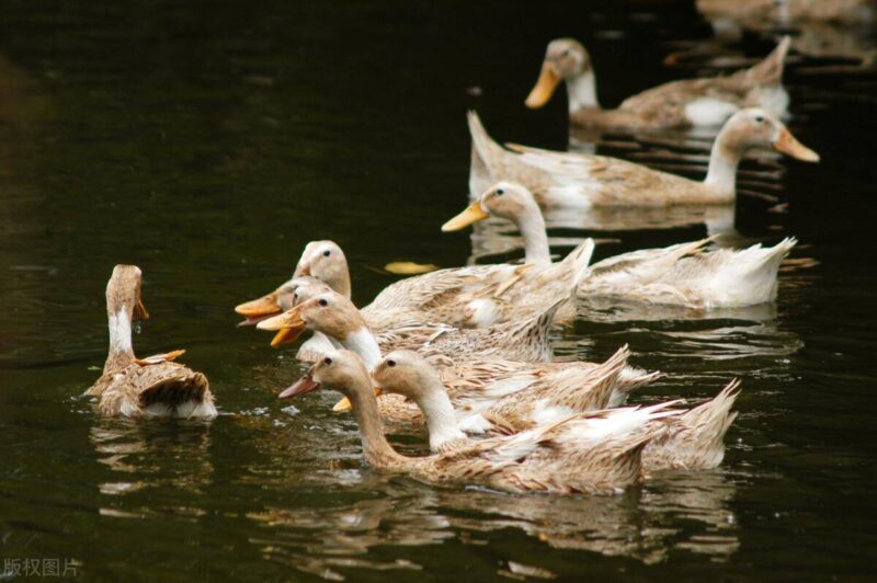 什么饮食蛋白质高?蛋白质含量最高的食物排行榜-1 什么饮食蛋白质高?蛋白质含量最高的食物排行榜-1