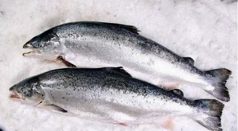 最贵的海鲜排行榜(世上最贵的海鲜)-1 最贵的海鲜排行榜(世上最贵的海鲜)-1