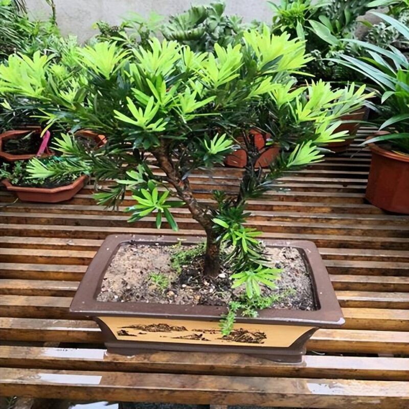 在家养什么能挣钱投资小的-1 在家养什么能挣钱投资小的-1