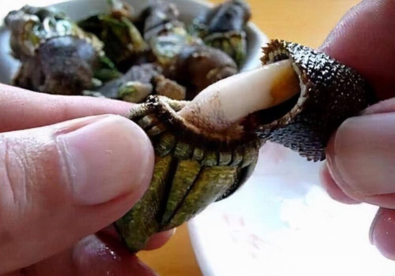 最贵的海鲜排行榜(世上最贵的海鲜)-1 最贵的海鲜排行榜(世上最贵的海鲜)-1