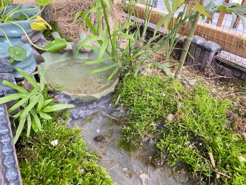 净水植物哪个效果好?改善鱼缸水质最强的水生植物-1