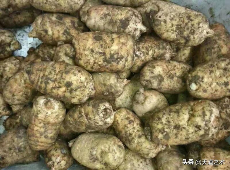 十大紧缺药材种子(最稀缺的中药材排行榜)-1 十大紧缺药材种子(最稀缺的中药材排行榜)-1