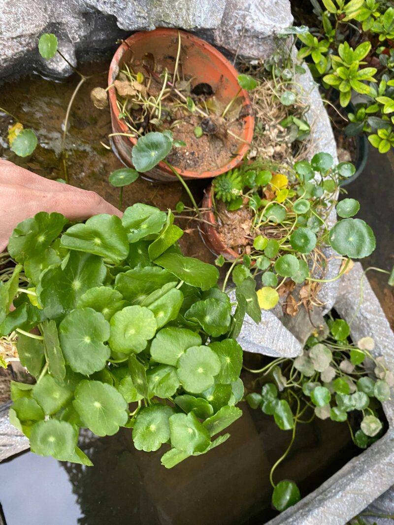 净水植物哪个效果好?改善鱼缸水质最强的水生植物-1