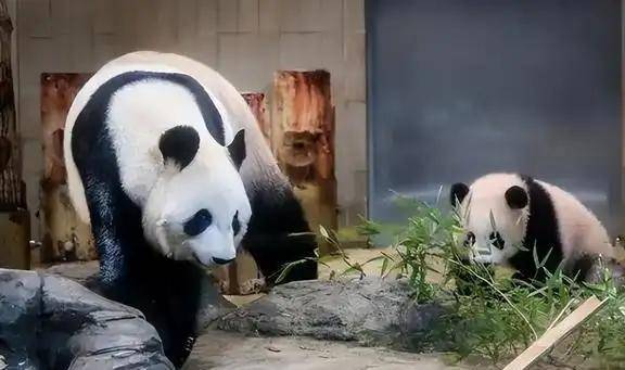 大熊猫为什么被视为中国的国宝-1 大熊猫为什么被视为中国的国宝-1