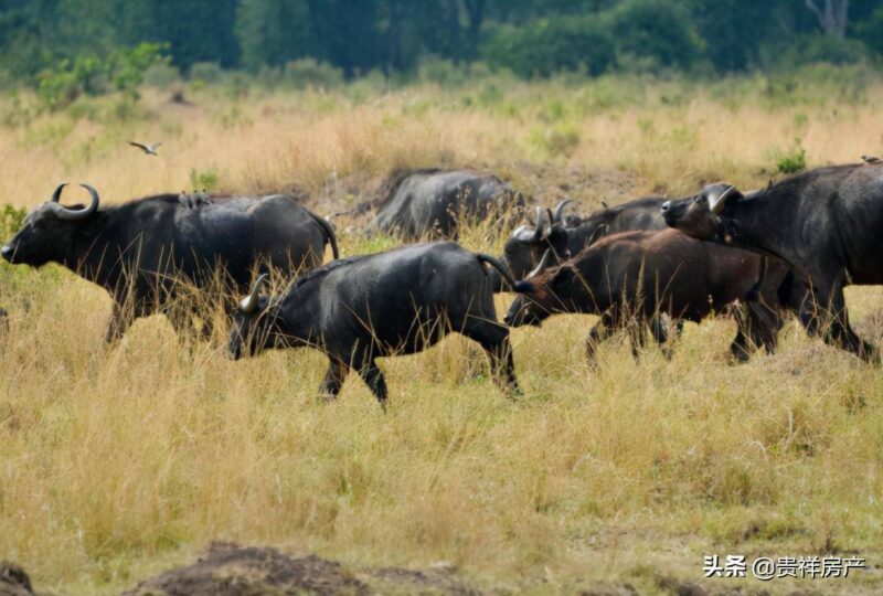十大动物之王(动物实力排行榜)-1 十大动物之王(动物实力排行榜)-1