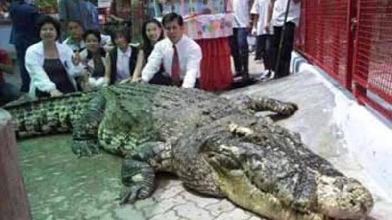 世界上最大的鲨鱼前十名排行榜（世界上最大的鳄鱼）-1