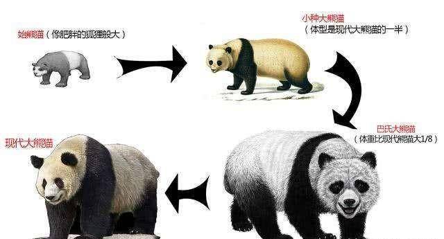 大熊猫为什么被视为中国的国宝-1 大熊猫为什么被视为中国的国宝-1