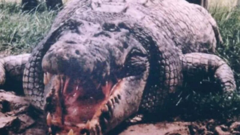 世界上最大的鲨鱼前十名排行榜（世界上最大的鳄鱼）-1