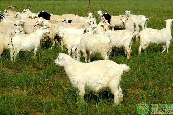 肉羊养殖的利润与成本分析（养羊利润成本计算）-1