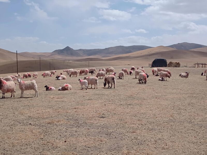 肉羊养殖的利润与成本分析（养羊利润成本计算）-1
