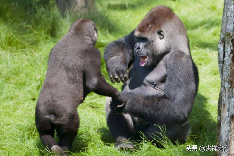 十大动物之王(动物实力排行榜)-1 十大动物之王(动物实力排行榜)-1