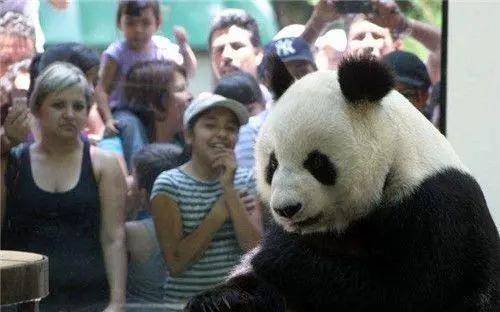 大熊猫为什么被视为中国的国宝-1 大熊猫为什么被视为中国的国宝-1