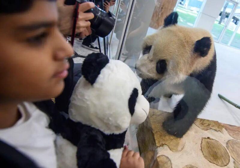 大熊猫为什么被视为中国的国宝-1 大熊猫为什么被视为中国的国宝-1