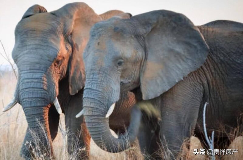 十大动物之王(动物实力排行榜)-1 十大动物之王(动物实力排行榜)-1