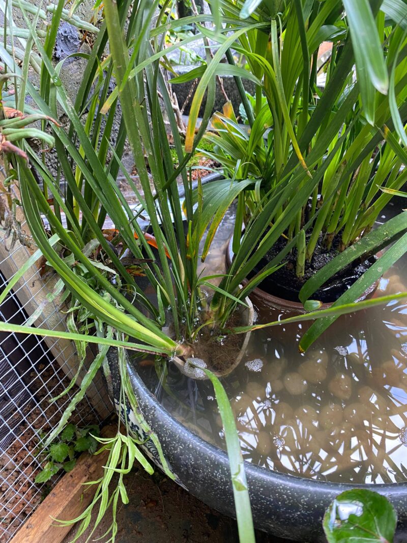 净水植物哪个效果好?改善鱼缸水质最强的水生植物-1