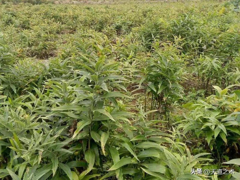 十大紧缺药材种子(最稀缺的中药材排行榜)-1 十大紧缺药材种子(最稀缺的中药材排行榜)-1