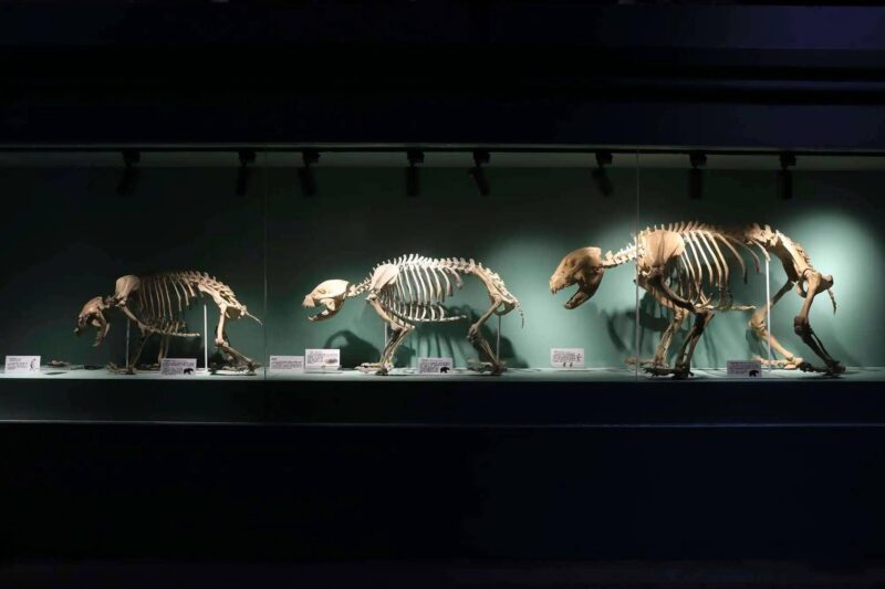 大熊猫为什么被视为中国的国宝-1 大熊猫为什么被视为中国的国宝-1