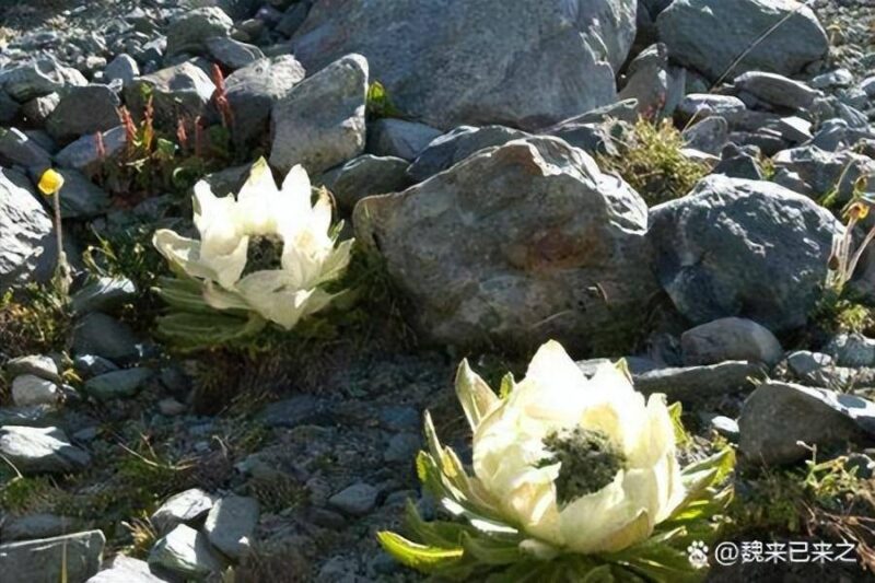 新疆特产有哪些?新疆十大土特产排行榜-1