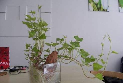 净水植物哪个效果好?改善鱼缸水质最强的水生植物-赚在家创业号