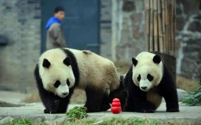 大熊猫为什么被视为中国的国宝-1 大熊猫为什么被视为中国的国宝-1