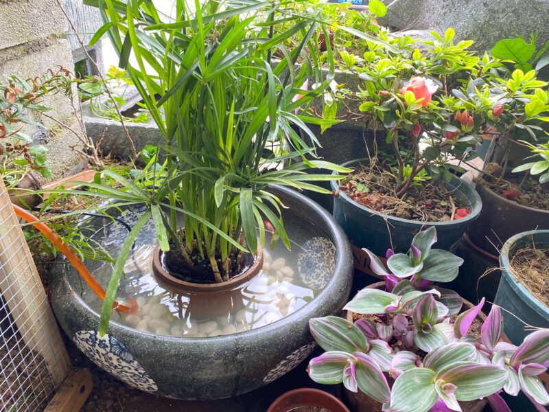 净水植物哪个效果好?改善鱼缸水质最强的水生植物-1