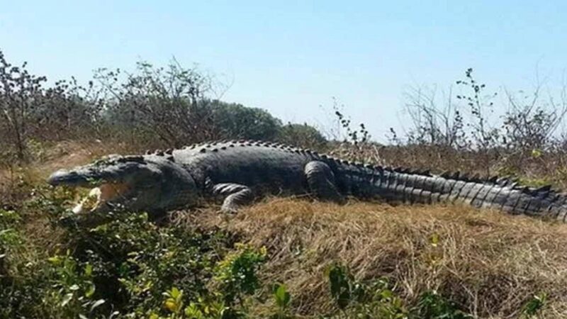 世界上最大的鲨鱼前十名排行榜（世界上最大的鳄鱼）-1