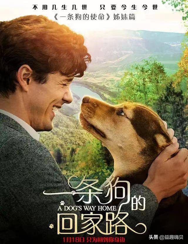 关于狗狗的电影排行榜前十名-1