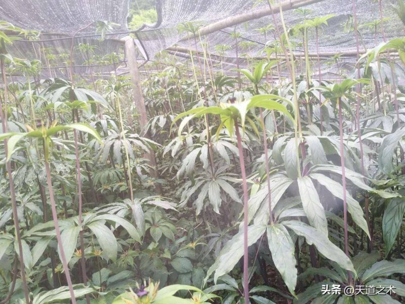 十大紧缺药材种子(最稀缺的中药材排行榜)-1 十大紧缺药材种子(最稀缺的中药材排行榜)-1