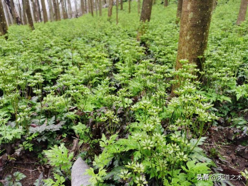 十大紧缺药材种子(最稀缺的中药材排行榜)-1 十大紧缺药材种子(最稀缺的中药材排行榜)-1