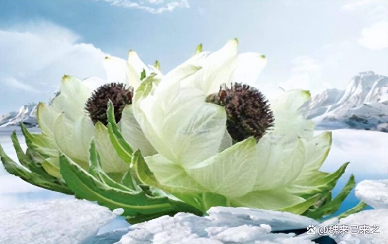 新疆特产有哪些?新疆十大土特产排行榜-1