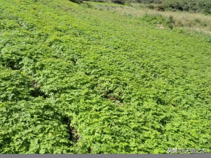 十大紧缺药材种子(最稀缺的中药材排行榜)-1 十大紧缺药材种子(最稀缺的中药材排行榜)-1