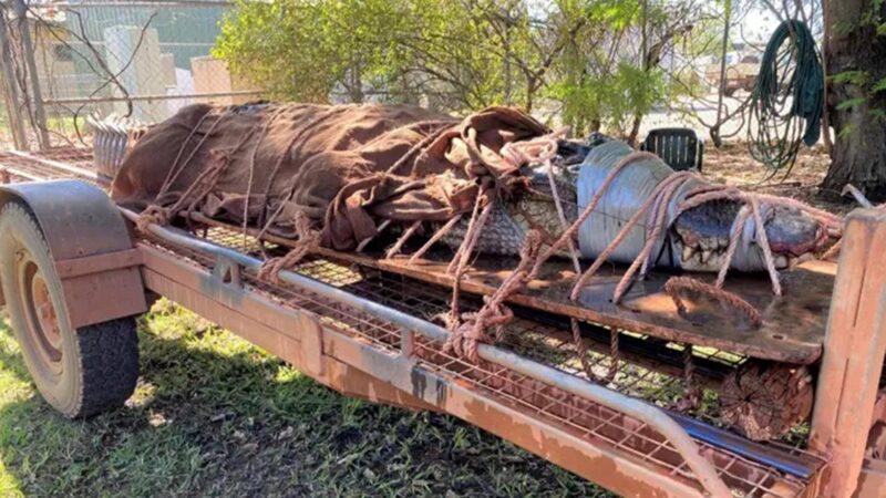 世界上最大的鲨鱼前十名排行榜（世界上最大的鳄鱼）-1