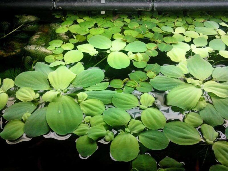 净水植物哪个效果好?改善鱼缸水质最强的水生植物-1