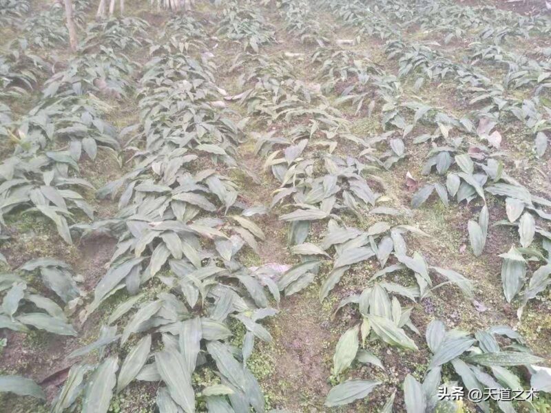 十大紧缺药材种子(最稀缺的中药材排行榜)-1 十大紧缺药材种子(最稀缺的中药材排行榜)-1