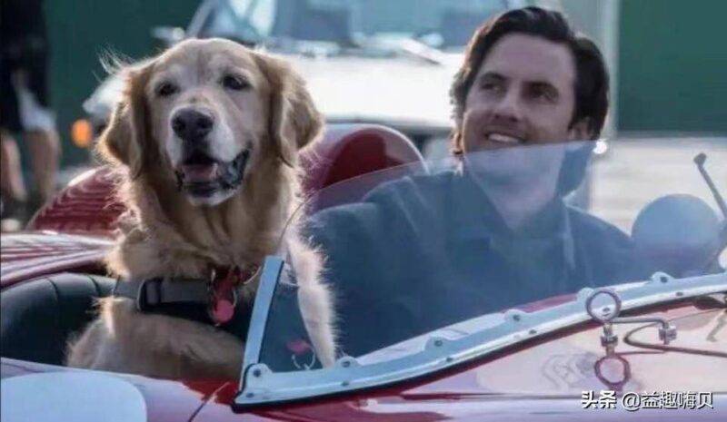 关于狗狗的电影排行榜前十名-1