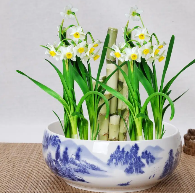 十大养不死的盆栽植物(冻不死盆栽植物排行榜)-1