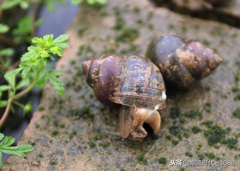 螺蛳吃什么长大的-1 螺蛳吃什么长大的-1