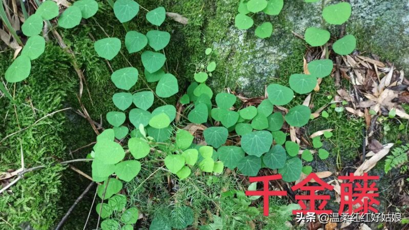千金藤根叫什么-1