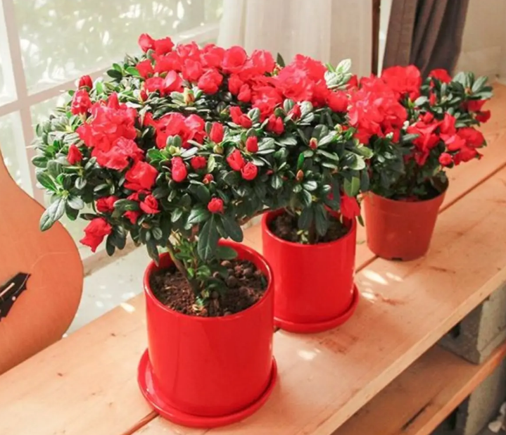 十大养不死的盆栽植物(冻不死盆栽植物排行榜)-1